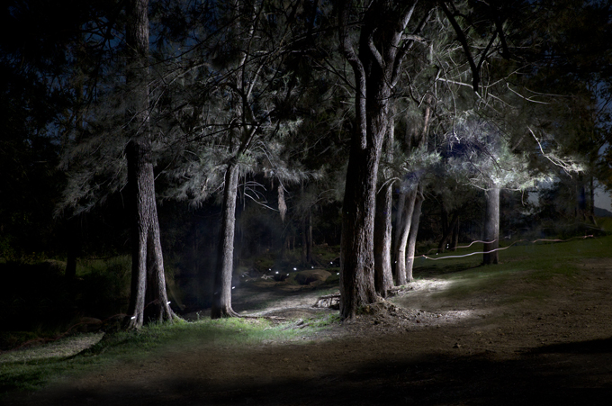 Sheaoak grove light paint