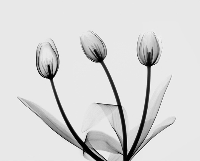 X-Ray Tulips