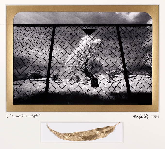 E  Eucalyptus – This is an iconic plant embedded in the Australia psyche; from the arts to the construction of our towns, and the source of therapeutic aromatic oil – a familiar memory in everyday households of Australia. On the Heysen Trail, Mount Lofty Ranges, South Australia. 