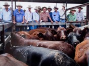 Kimberley McCosker Potential buyers survey a pen of cattle at the Dalby sale yards. The weekly auctions are Australia’s larget one-day cattle sale, with over 6,000 head of cattle passing through each week....Photo: Kimberley McCosker