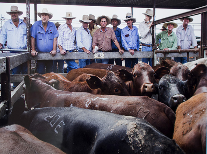 Kimberley McCosker Potential buyers survey a pen of cattle at the Dalby sale yards. The weekly auctions are Australia’s larget one-day cattle sale, with over 6,000 head of cattle passing through each week....Photo: Kimberley McCosker