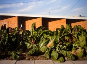 Liss Fenwick Garden Bed. Cunningham Street ... Photo: Liss Fenwick