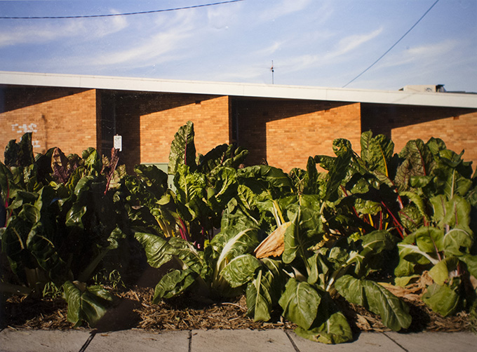Liss Fenwick Garden Bed. Cunningham Street ... Photo: Liss Fenwick