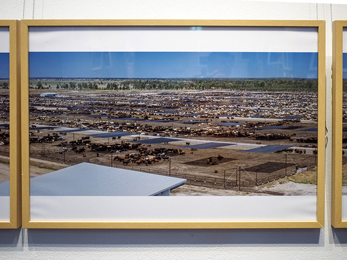 Grassdale Feedlots ... Photo installation (detail): Victoria Nikolova