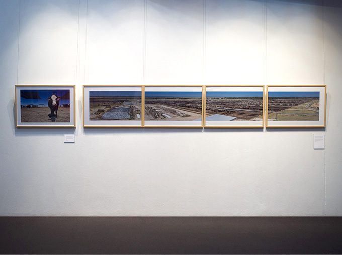 Grassdale Feedlots ... Photo installation: Victoria Nikolova