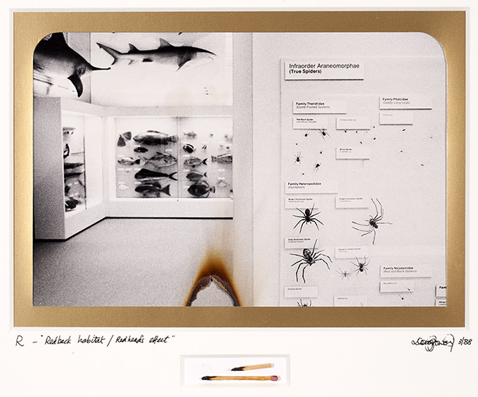 R  Red Heads & Red Backs. Both being red these two Australian items can spell danger. Queensland Museum, Brisbane.