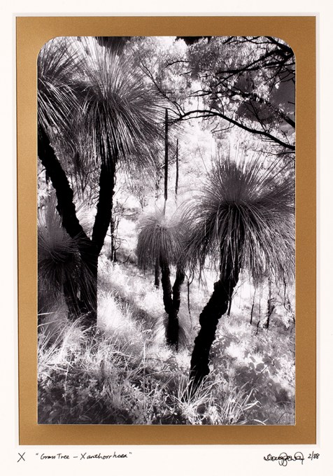 X  Xanthorrhoea. The botanical name for the Australian native plant commonly referred to as the grass tree. Near Canungra, Queensland.