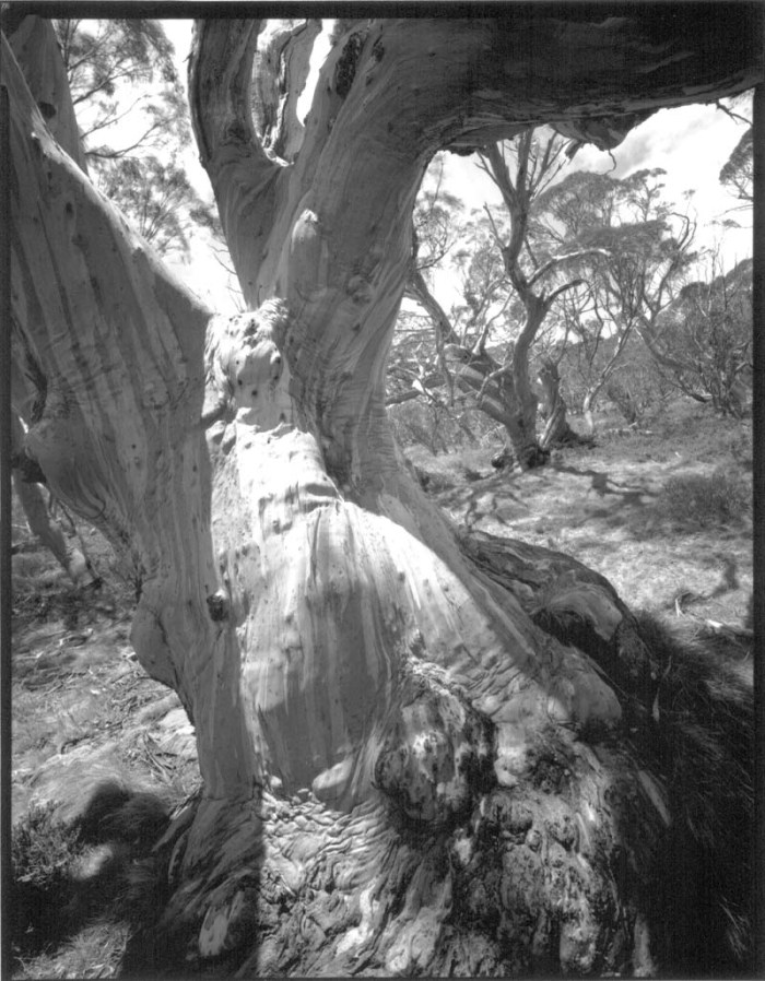 Views of Snow Gums, number 11