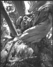 Views of Snow Gums, number 31