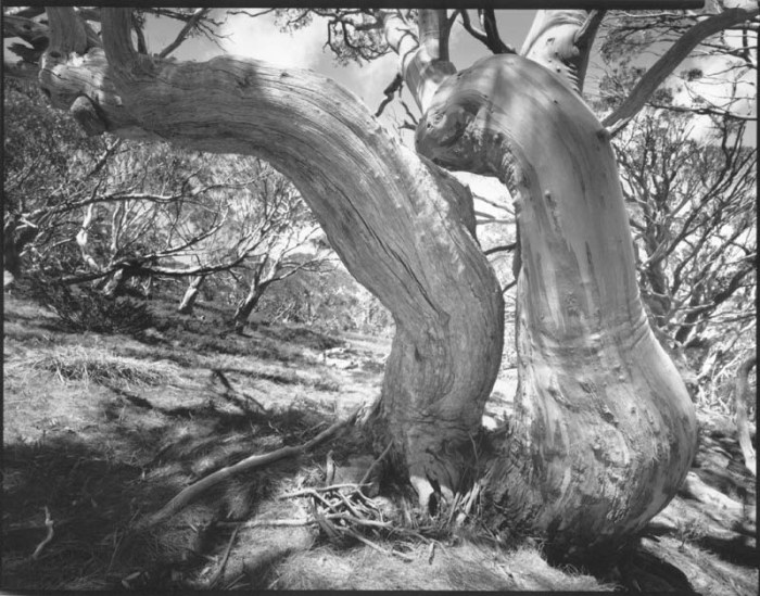 Views of Snow Gums, number 38