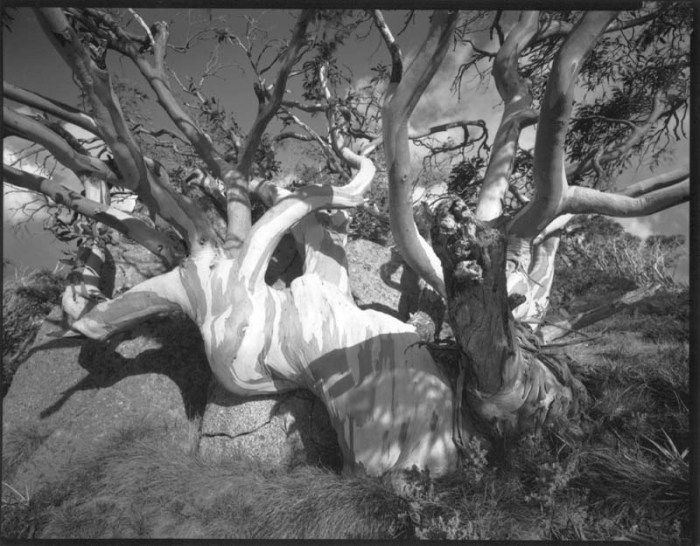 Views of Snow Gums, number 4