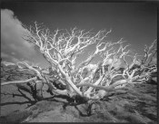 Views of Snow Gums, number 40