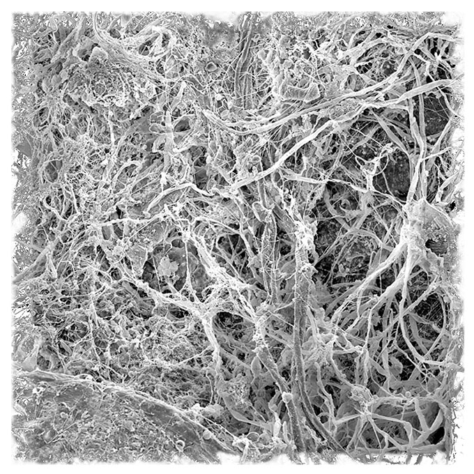 Victoria COOPER's Detail from Home 2011–2014