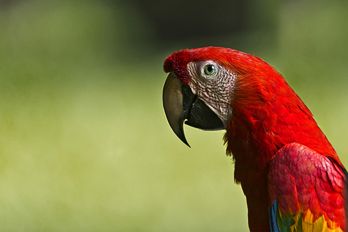 Scarlet Macaw