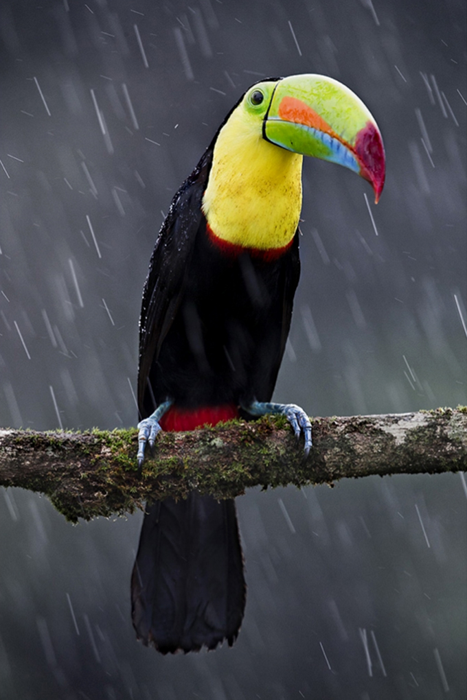 Toucan in the rain