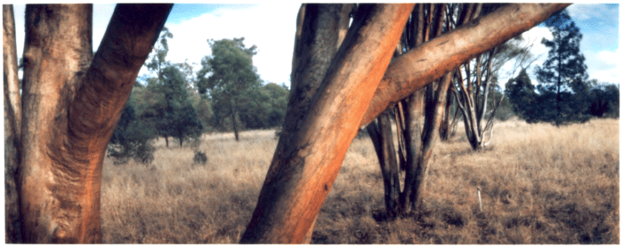 Myall-trees-pano
