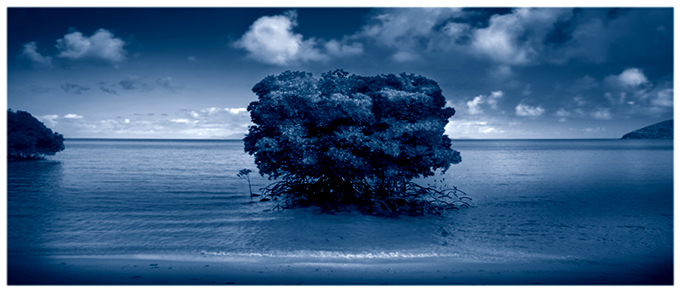 Mangrove Blue – Orpheus Island 2005