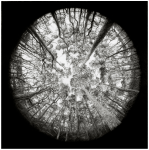 Eamonn Jackson ‘Fractal Forest’ 2018 88 x&nbsp;88cm