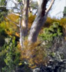 The turning of the&nbsp;Fagus…