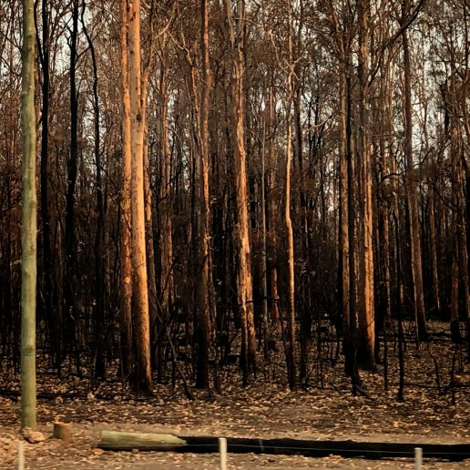 Fired forest near New Italy, northern NSW PHOTO: Victoria Cooper ©