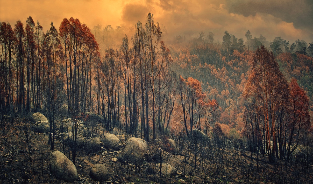 Burnt trees – Namadji