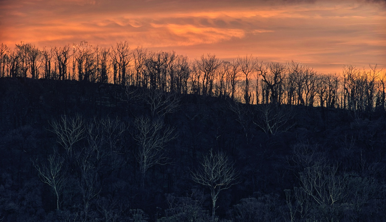 Ghostly trees at sunset