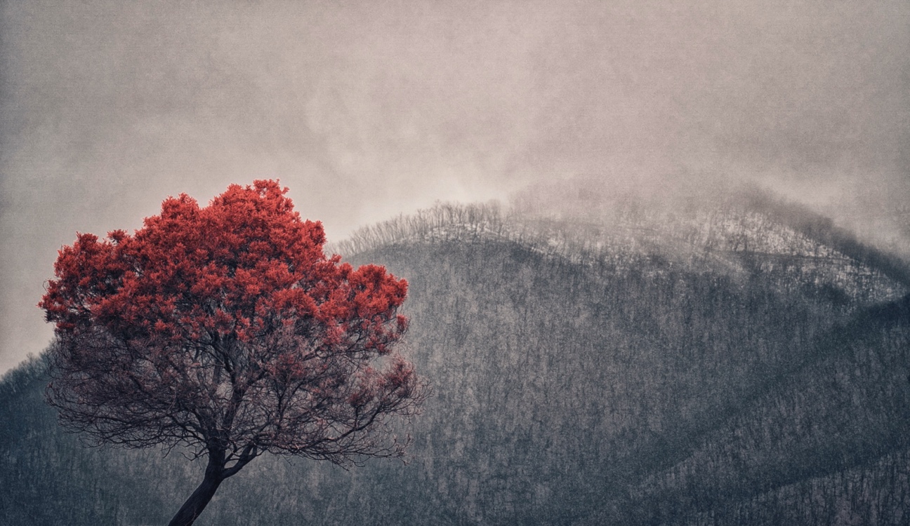 Burnt tree Snowy Mountains