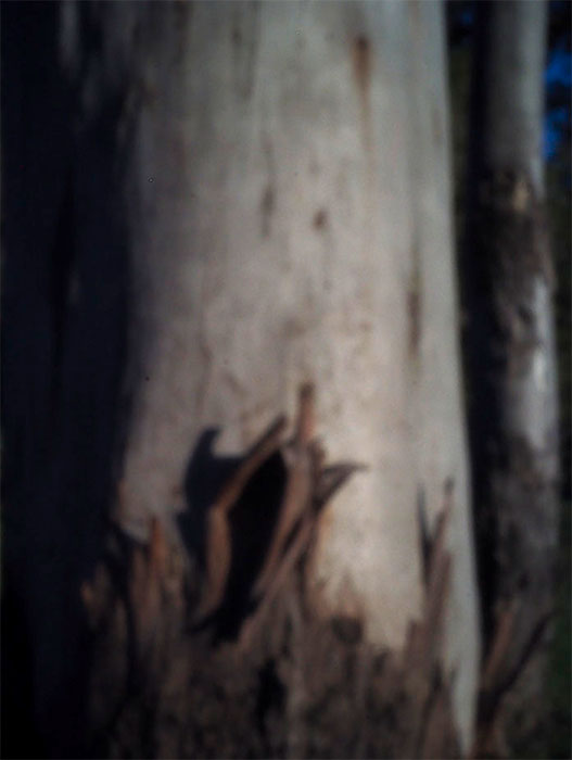 Victoria Cooper's evening walk pinhole photo