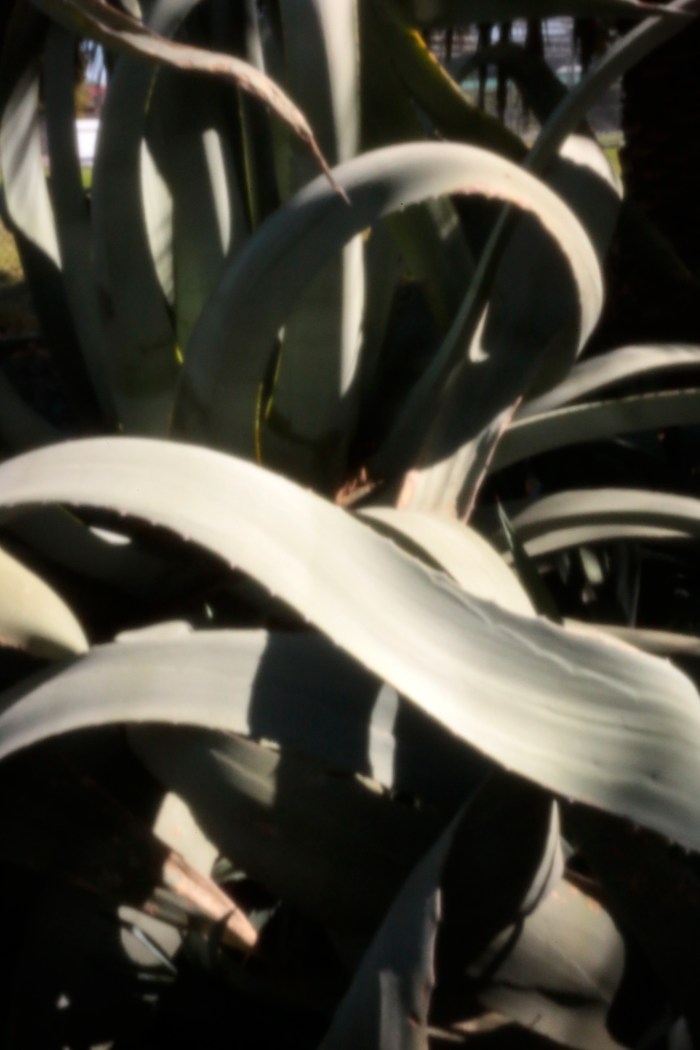 Doug Spowart - Body of Cactus