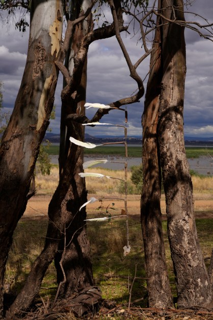 Maggie Hollins "Drifting on a Current"