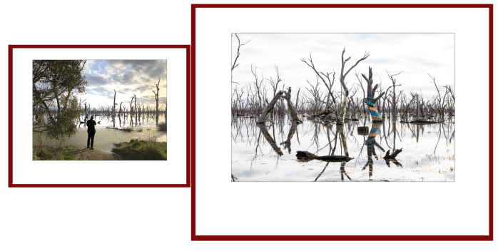 Ashmeads Swamp - a collaborative work about witnessing by Cooper+Spowart