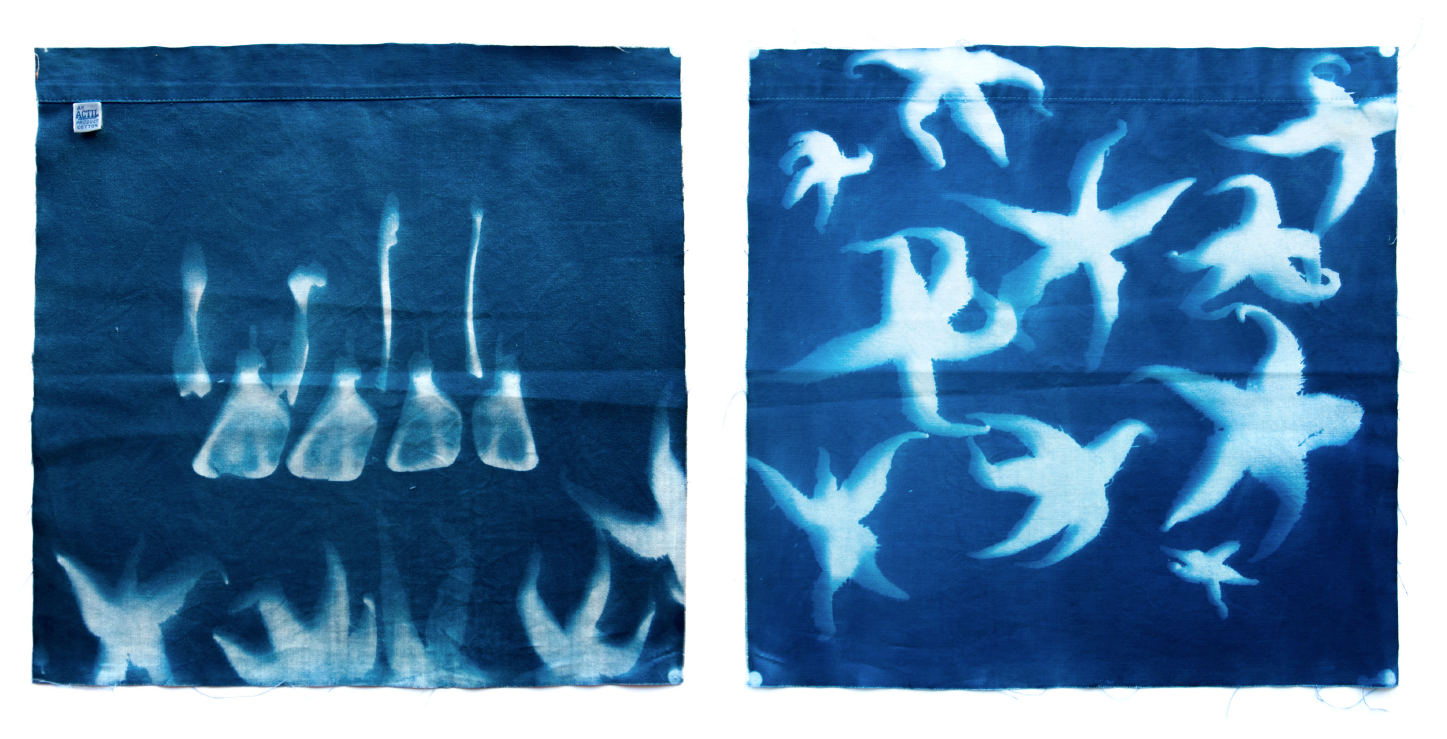 Starfish swarm with wallaby bones by Victoria Cooper