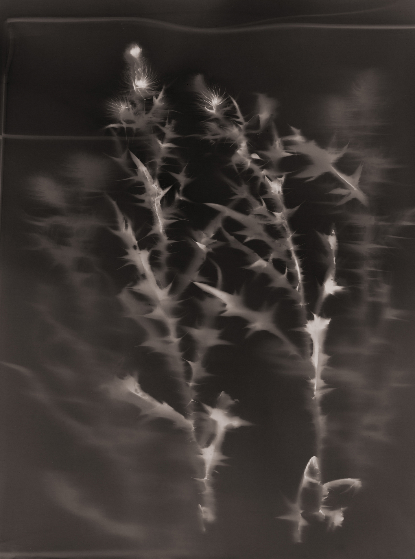 Invasive Thistles Lumen print by Julie Millowick 2022