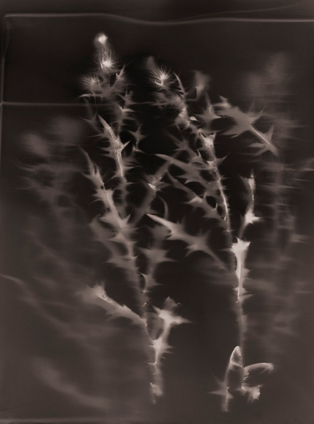 Invasive Thistles Lumen print by Julie Millowick 2022