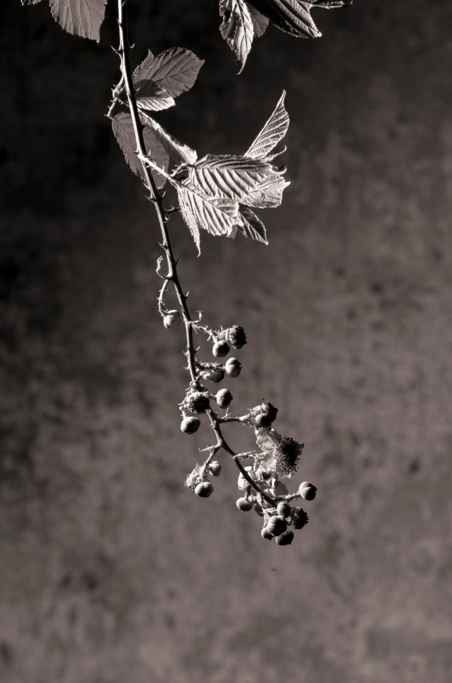 Original Cottage Wall with inroduced Invasive Blackberry 2023 PHOTO: Julie Millowick