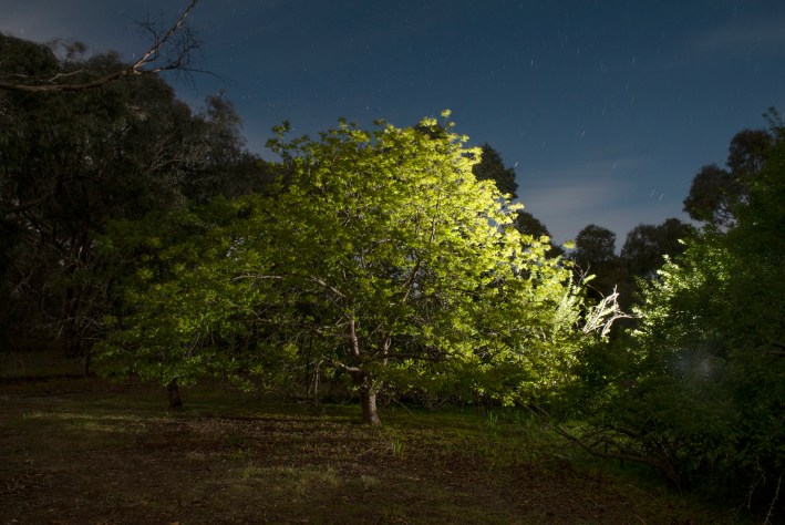 Fryerstown, Isolation, Lockdown, Orchard, Chinese Pistachiola Tree, last moments before midnight on 21 October, and first moments on 22 October, 2021 ©juliemillowick 2021