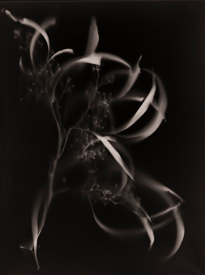 Lumen Wattle CurlyLeaf LUMEN PHOTO: Julie Millowick