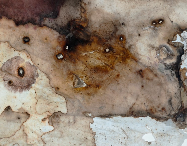 Lumen Buried Paper Under Blackberry Bush Lumen by Julie Millowick