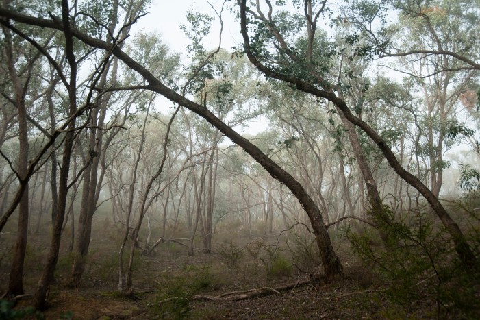 Horse Paddock Post Goldrush Uniform Regrowth PHOTO: Julie Millowick
