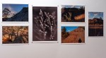 Surrounding exhibition installation, Mullock Heaps, Invasive Plants, Luman, digital prints, CAM Castlemaine Art Museum, 14 Feb 2024 julie millowick