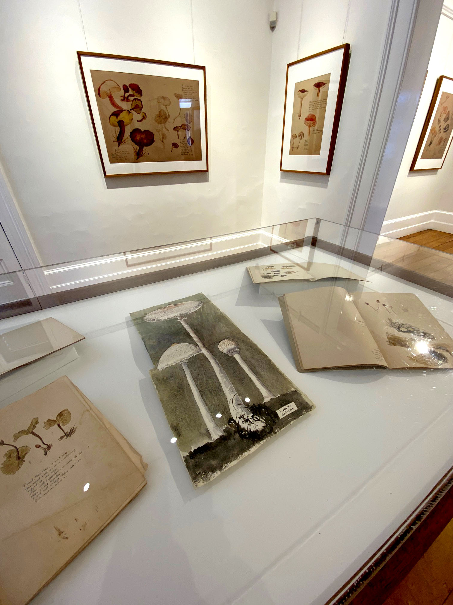 Doris O'Grady "Mushrooms" exhibition