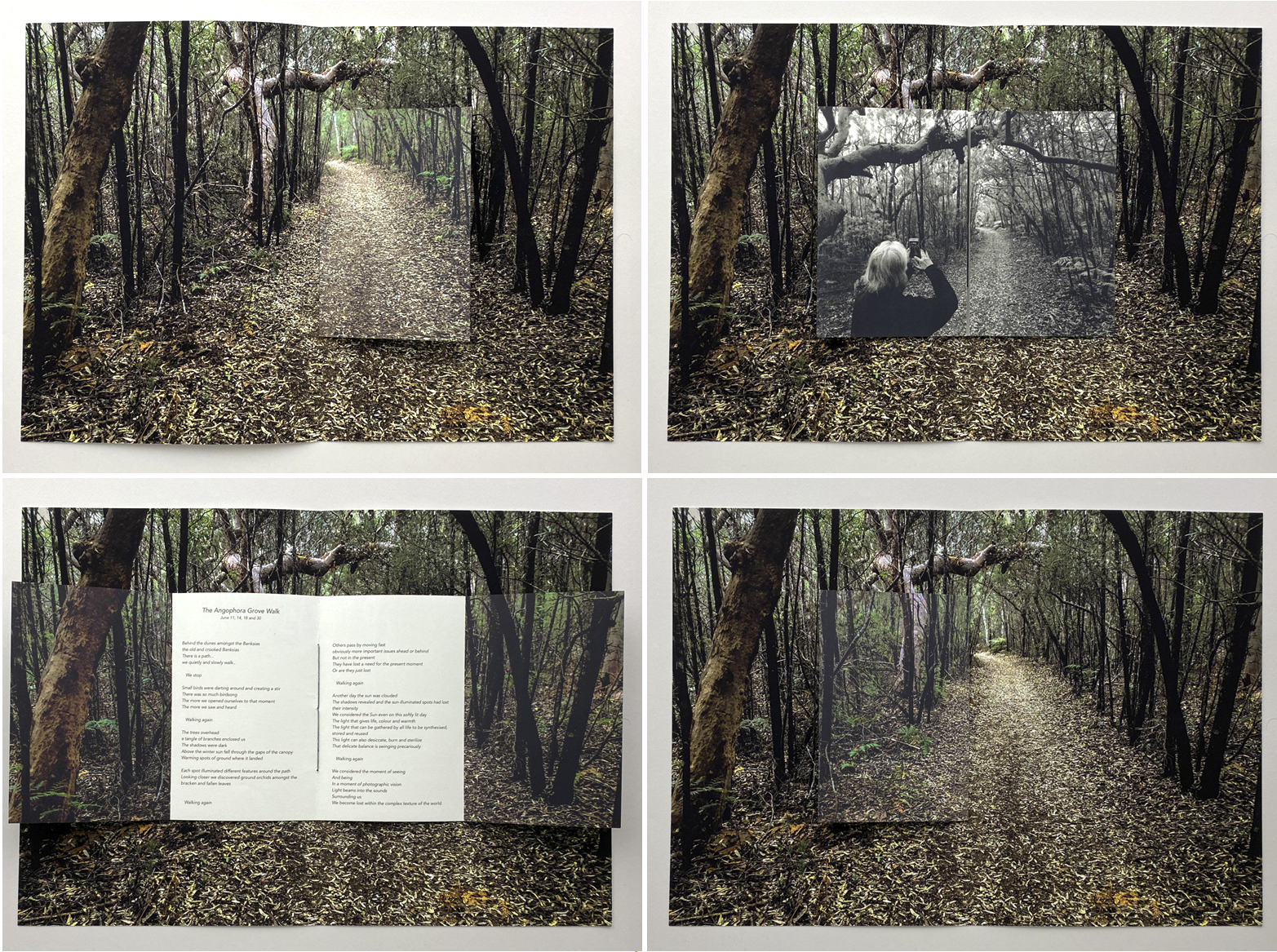 Angophora Grove Walk parts 1–4