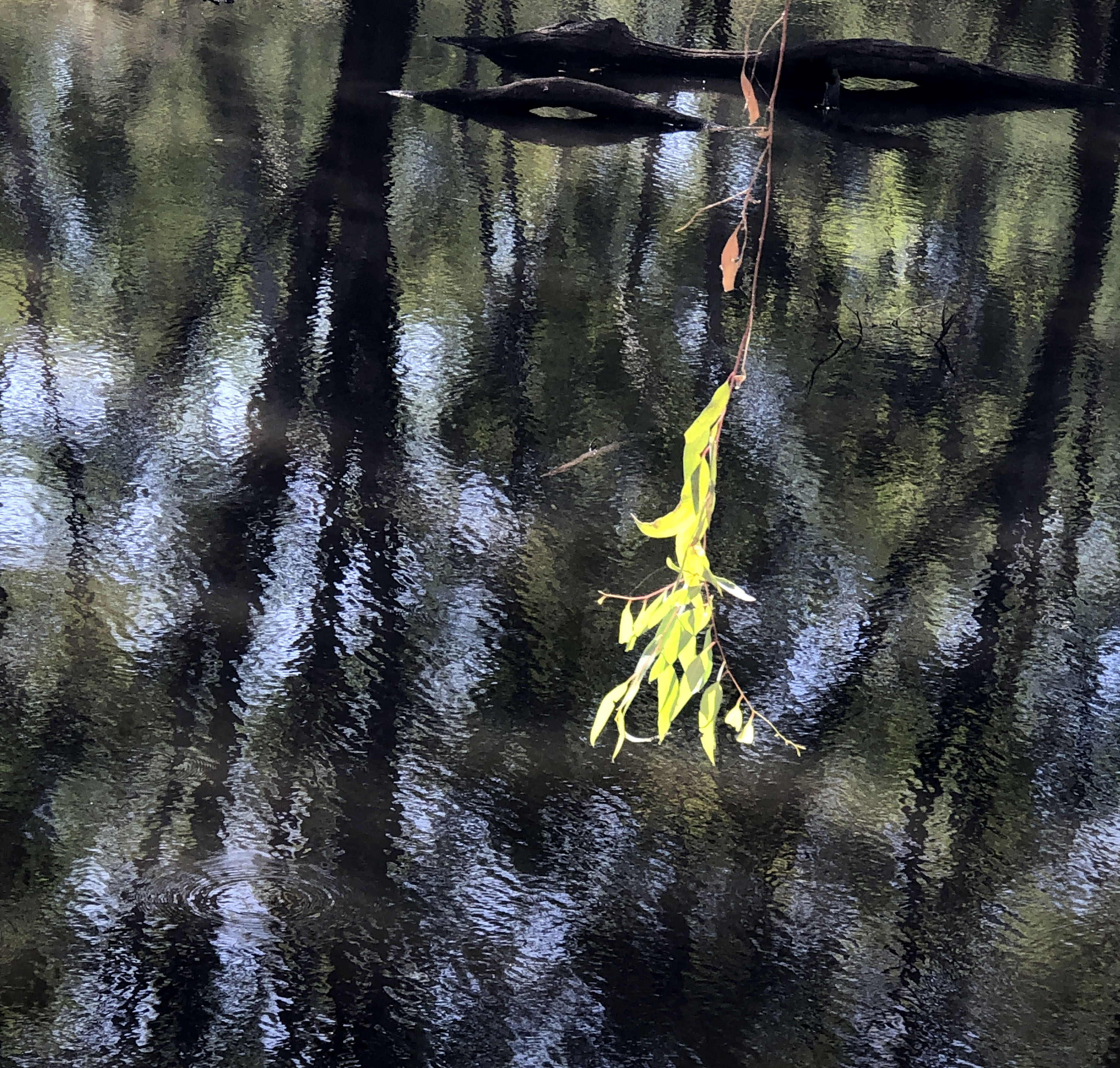 Ovens River Wangaratta